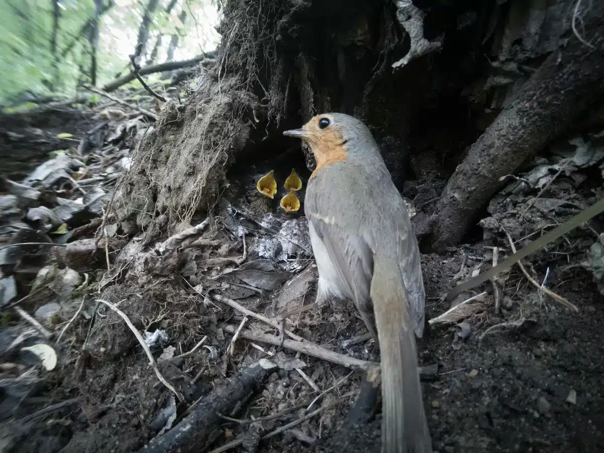 Rotkehlchen Nest - Wildtiere in Europa