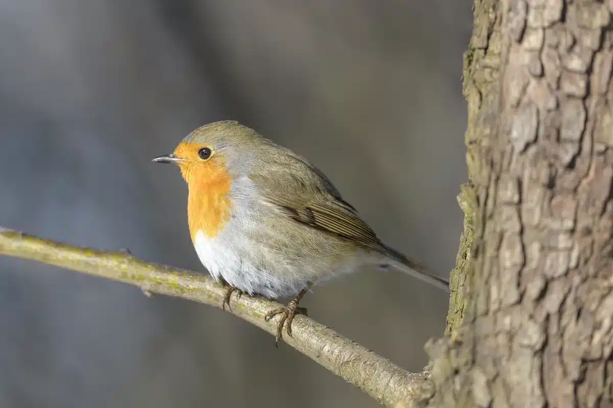 Rotkehlchen Weibchen - Wildtiere in Europa