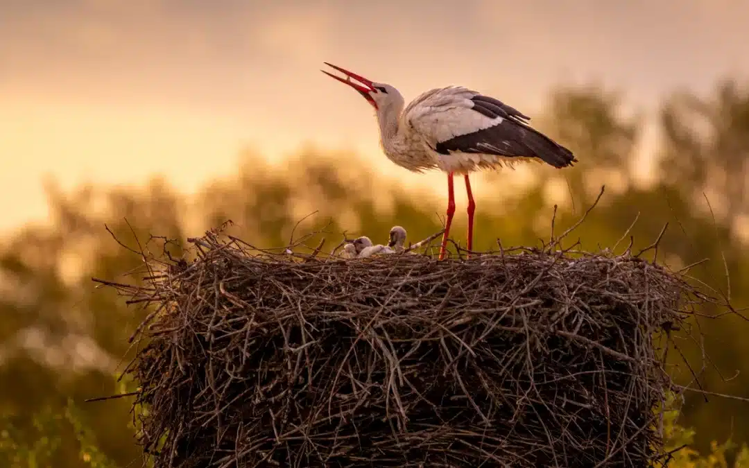 Storch Brutzeit: So leben und brüten die faszinierenden Vögel im Frühling