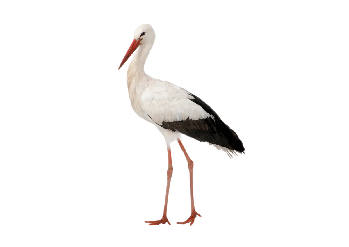 Storch - Vögel in Europa