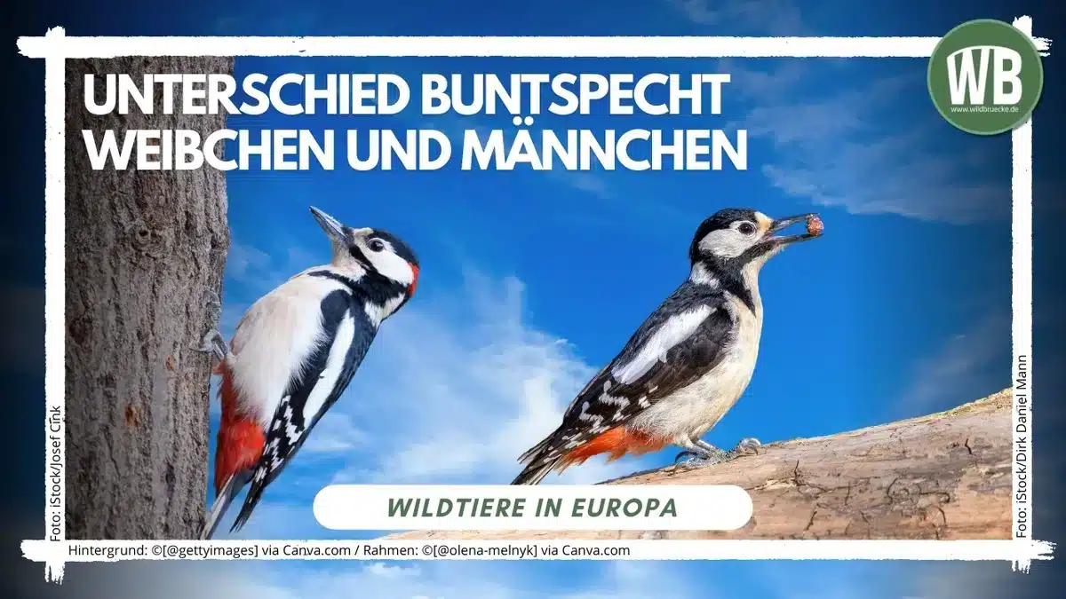Unterschied Buntspecht Männchen und Weibchen - Vögel in Europa