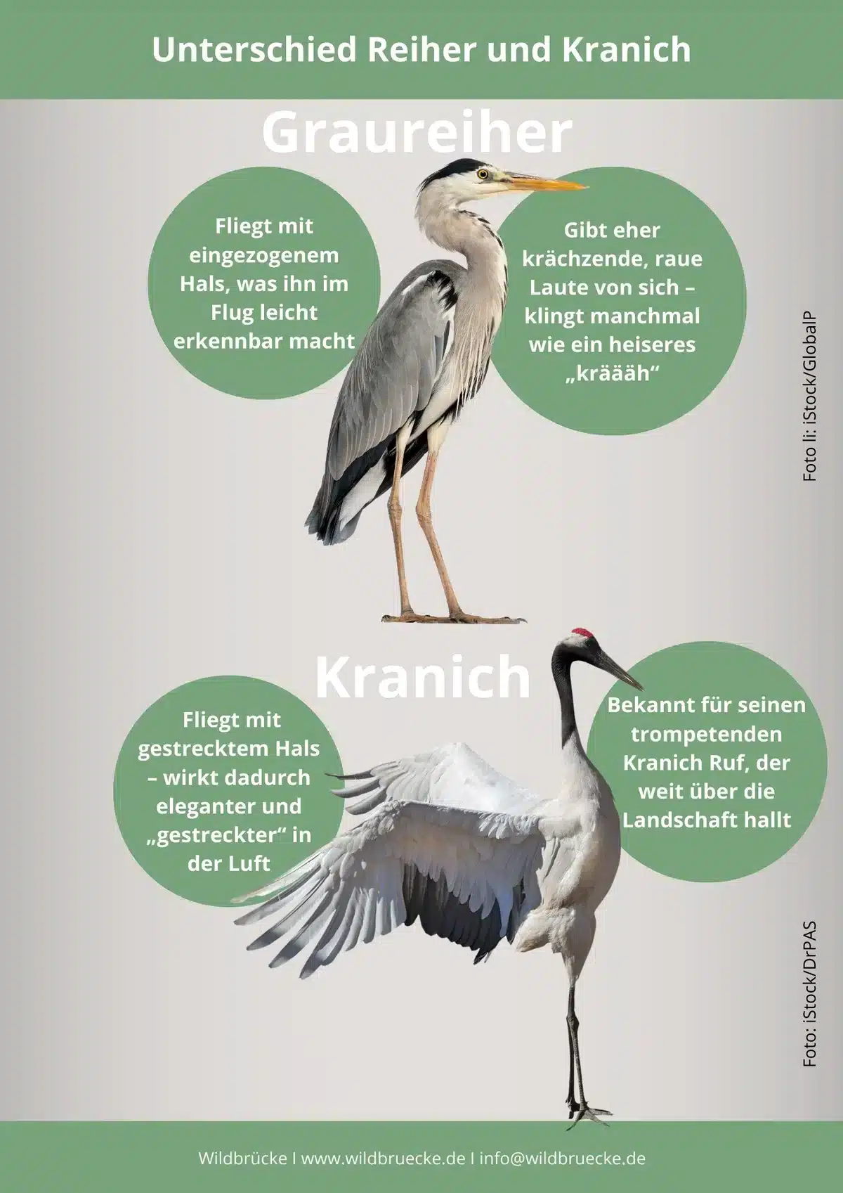 Unterschied Reiher und Kranich - Vögel in Europa