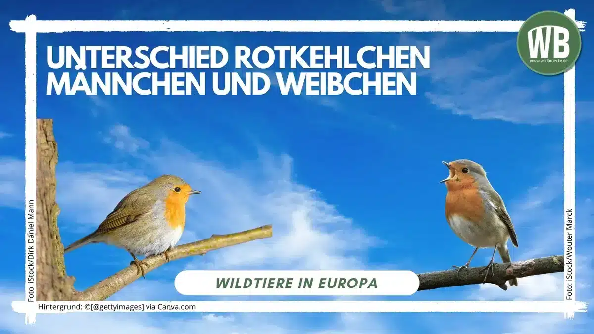 Rozdíl mezi samcem a samicí červenky - Divoká zvířata v Evropě