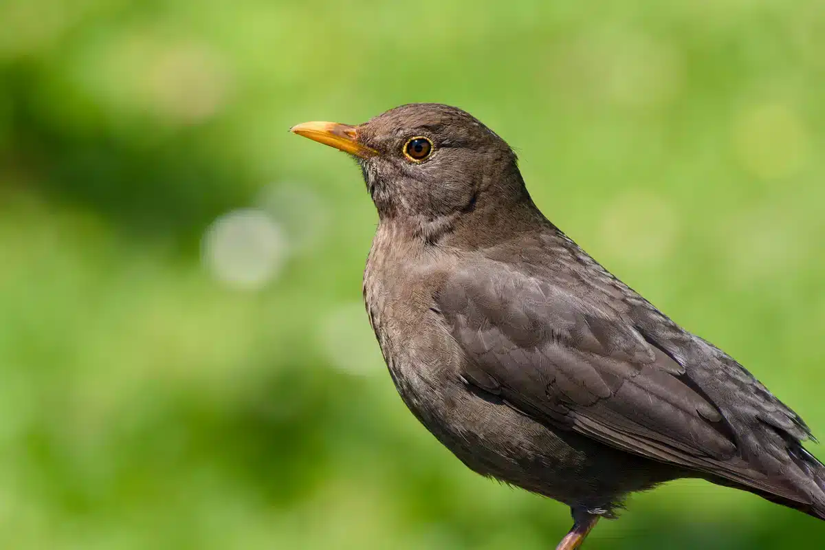 Wie alt wird eine Amsel - Wildtiere in Europa