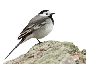 Bachstelze - Vögel in Europa