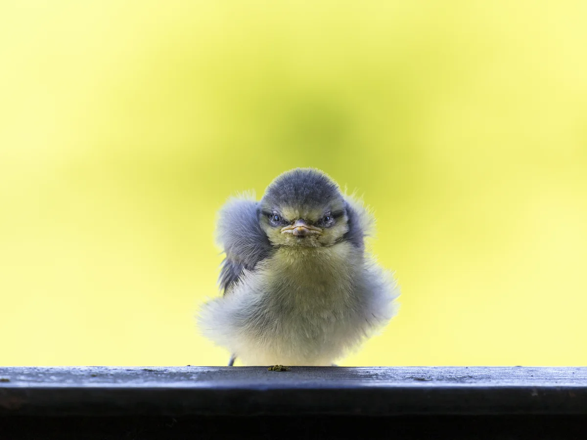 Blaumeise Babys - Vögel in Europa