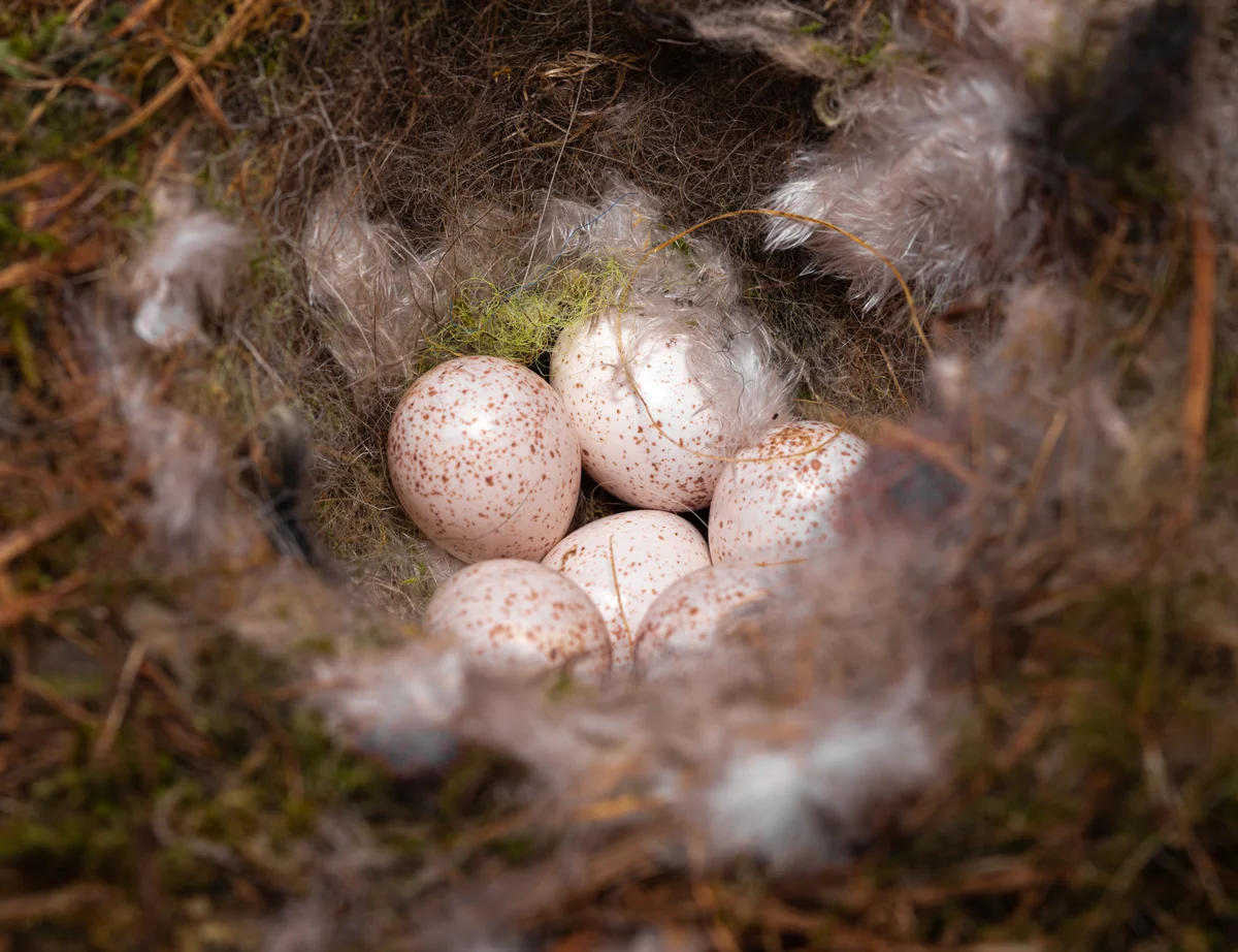 Blaumeise Ei im Nest - Vögel in Europa