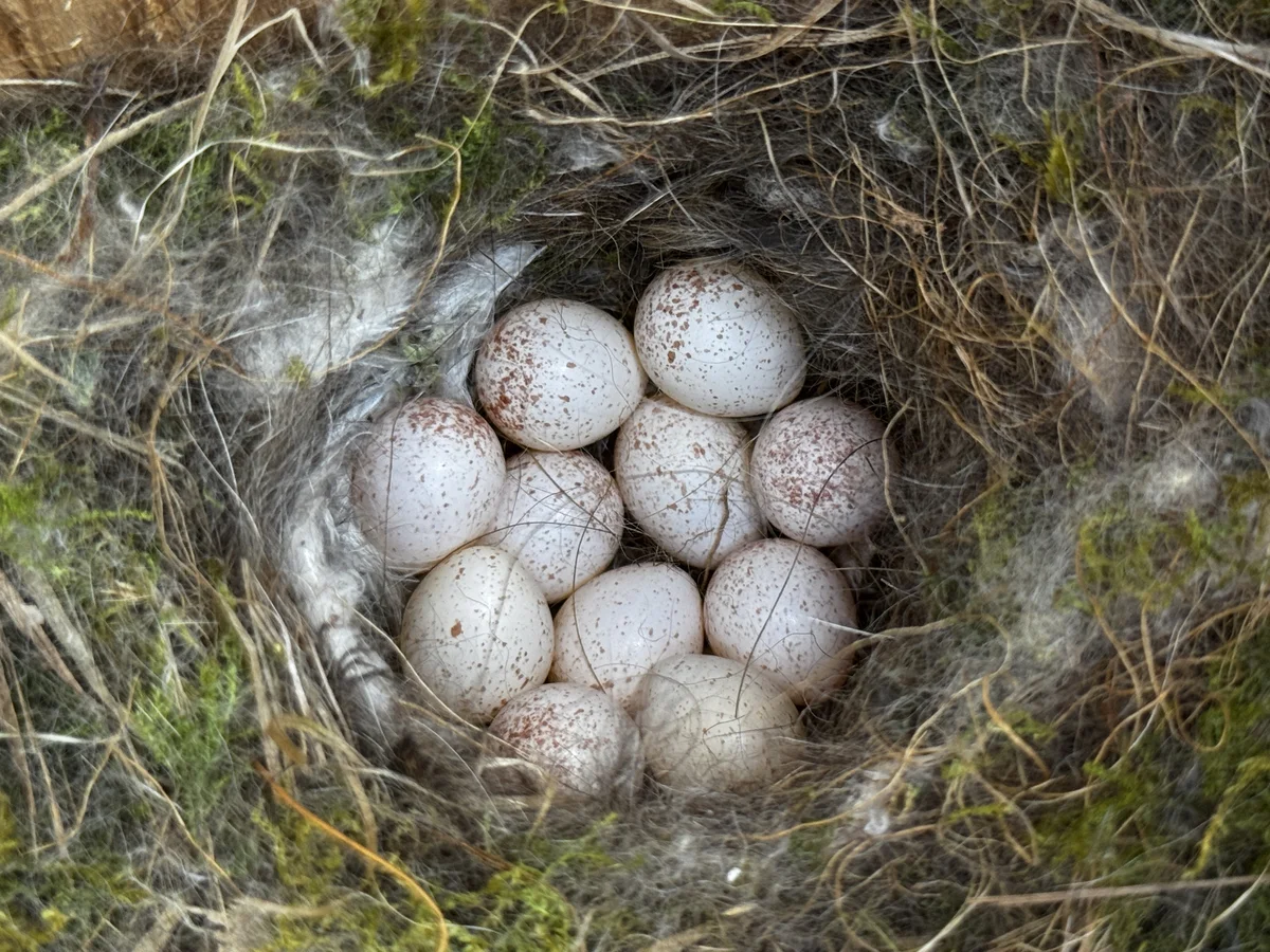 Blaumeisen Eier im Nest - Vögel in Europa
