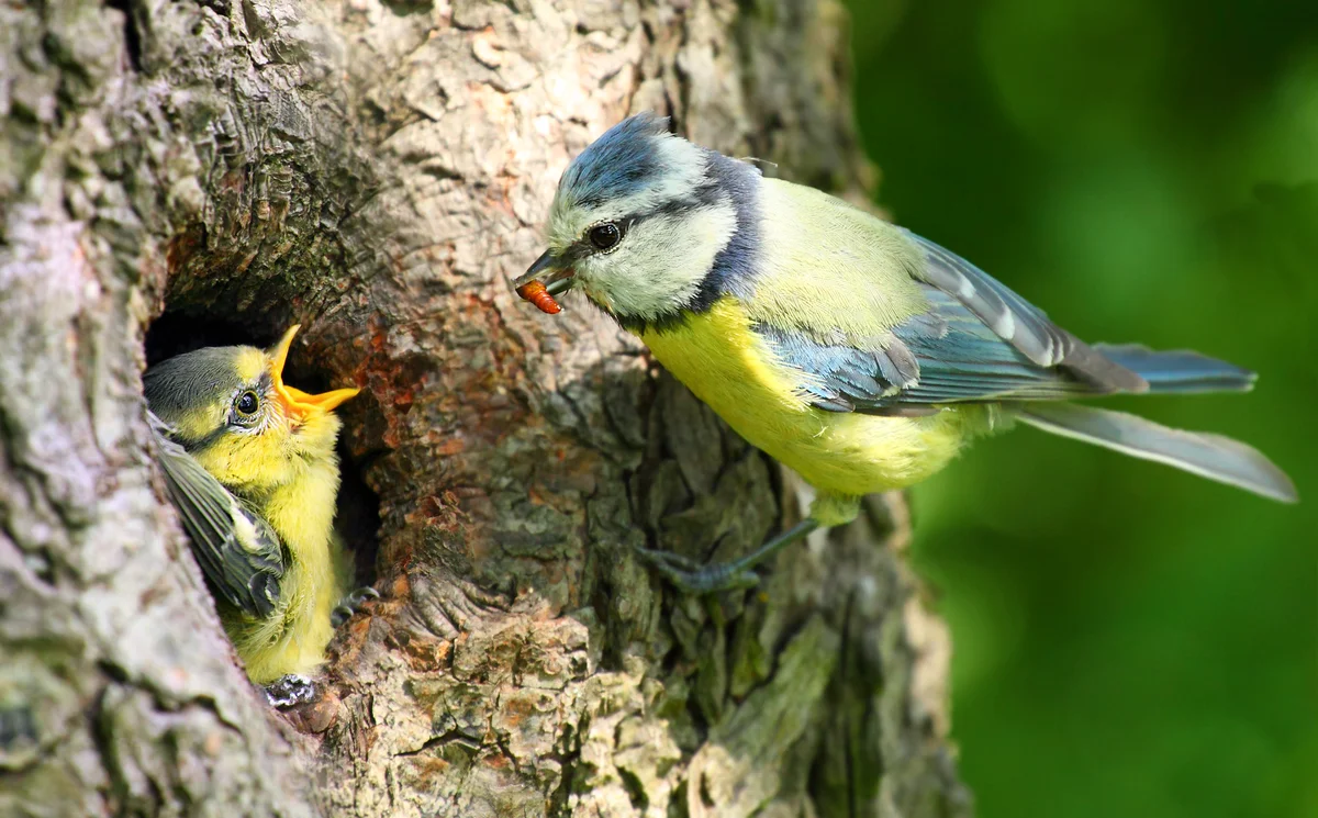Brutzeit Blaumeise - Vögel in Europa