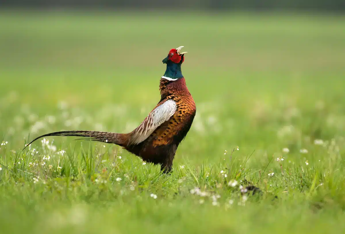 Fasan Geräusch Gackern - Vögel in Europa