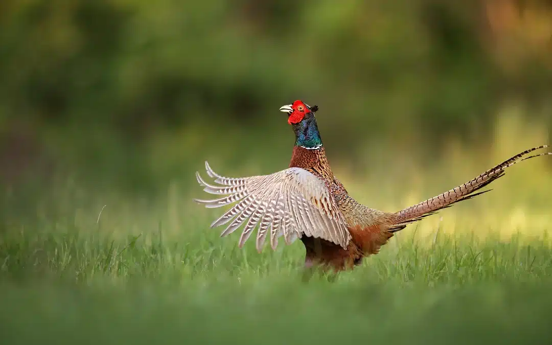 Fasan Geräusch – So klingt der scheue Feldbewohner wirklich
