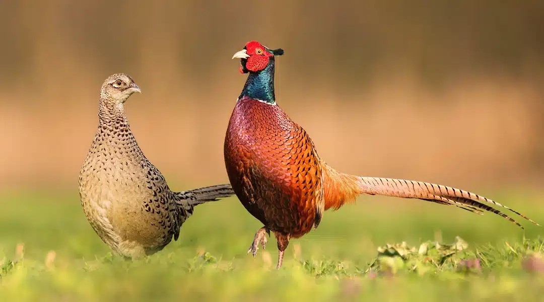 Fasan Männchen – Ein bunter König unter den Wildvögeln