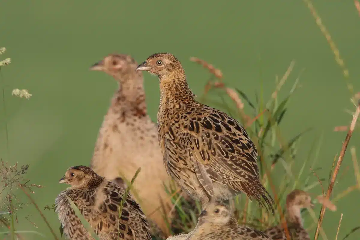 Fasan Weibchen mit Küken - Vögel in Europa