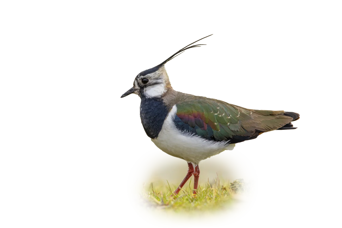 Kiebitz - Vögel in Europa
