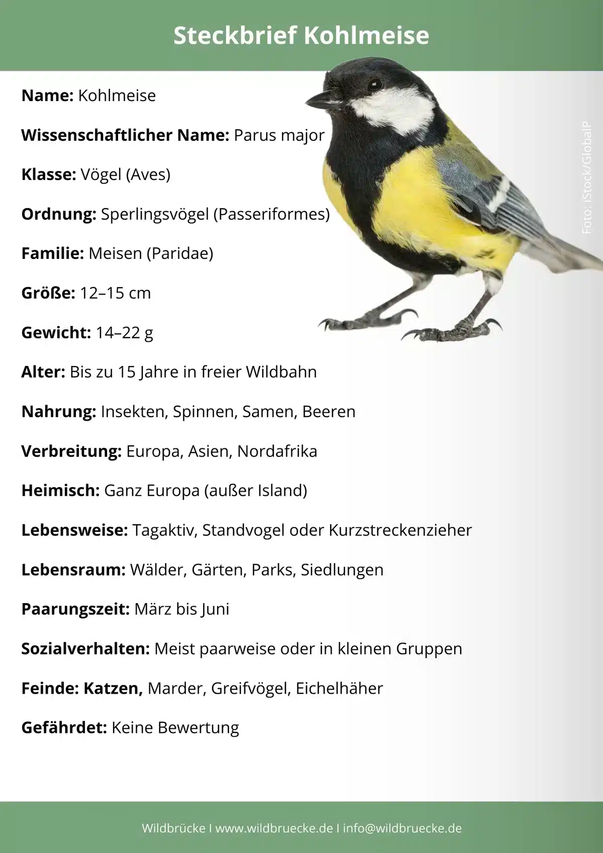 Amsel Steckbrief - Wildtiere in Europa