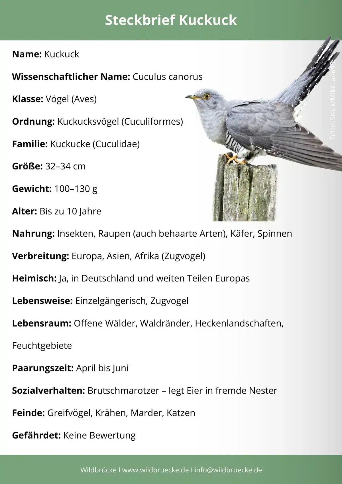 Kuckuck Steckbrief - Vögel in Europa