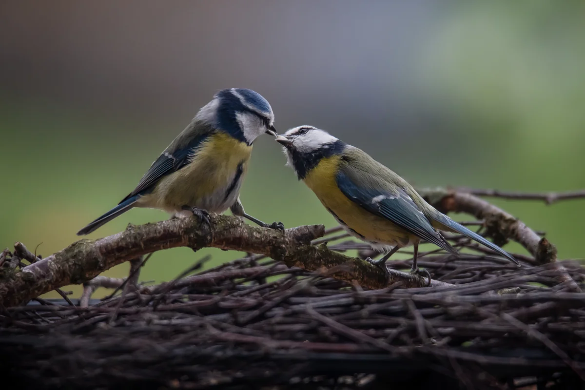 Männchen und Weibchen Blaumeise während der Brutzeit - Vögel in Europa
