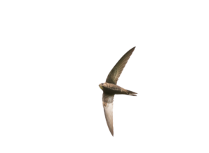 Mauersegler - Vögel in Europa