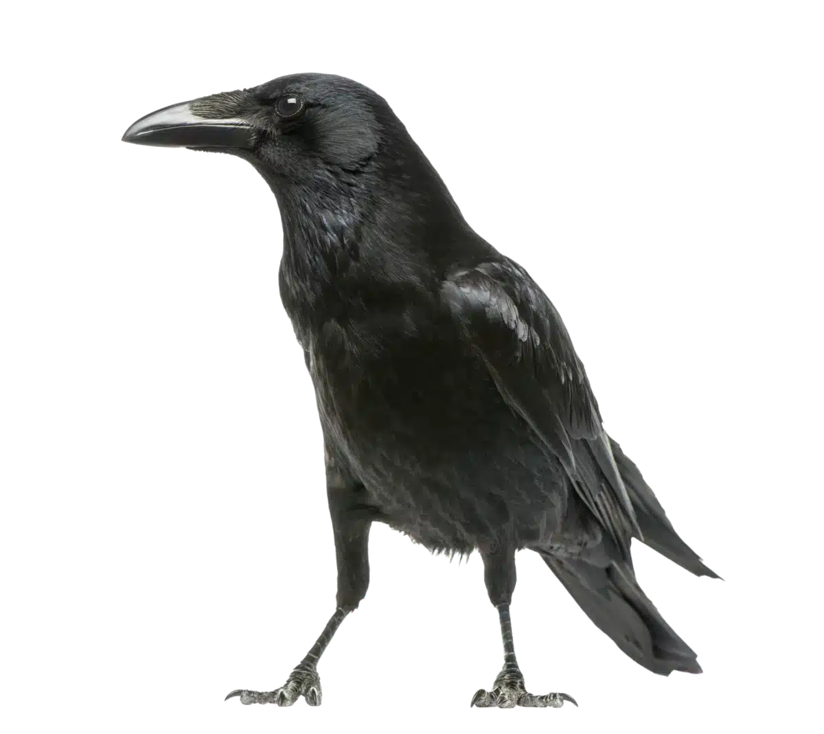 Rabenkrähe - Vögel in Europa
