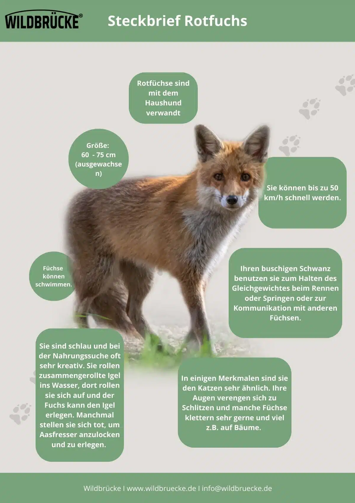 Rotfuchs Fact Sheet - Wildtiere in Europa