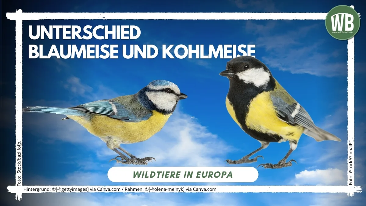 Titelbild Unterschied Blaumeise und Kohlmeise - Vögel in Europa