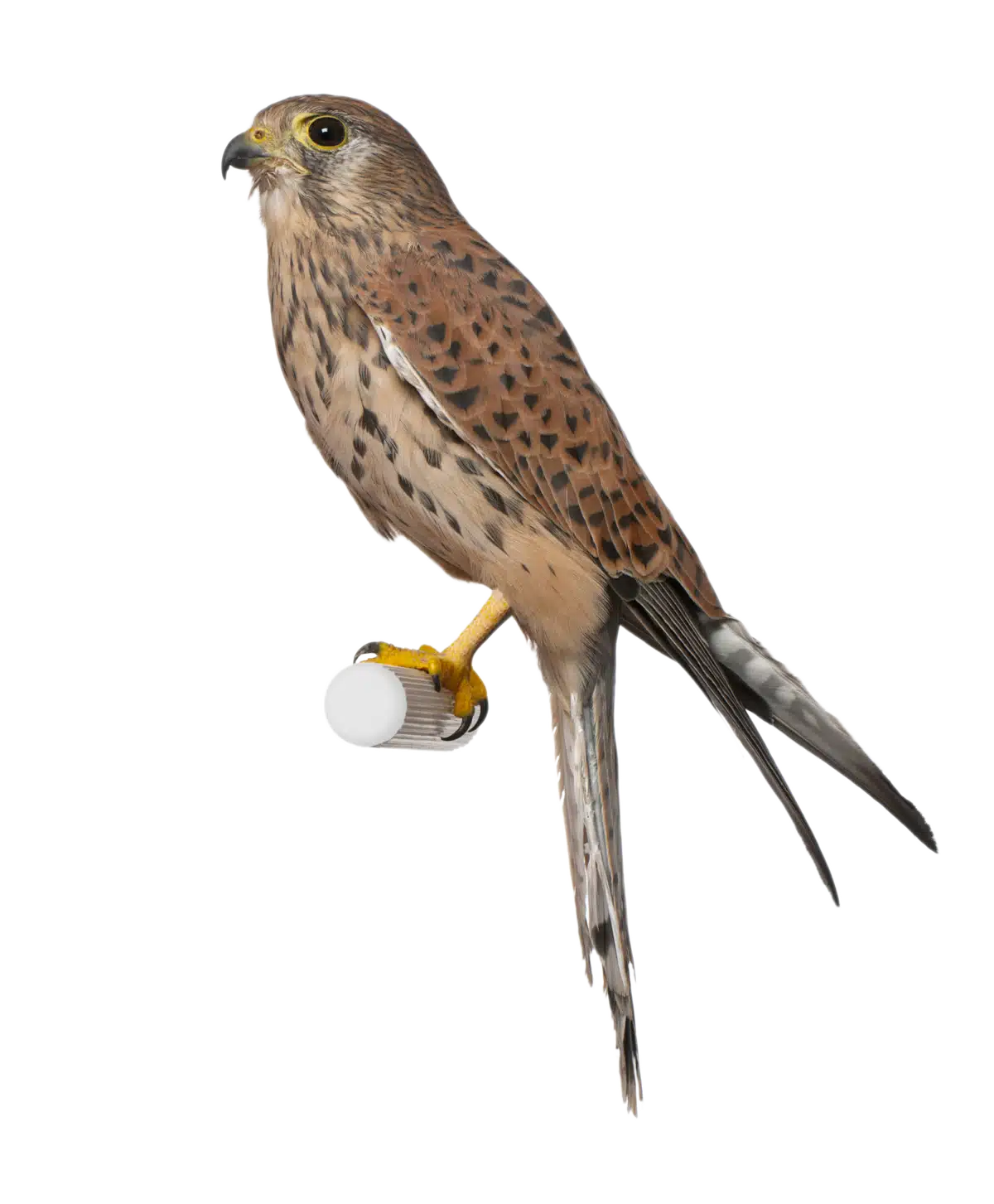 Turmfalke - Vögel in Europa