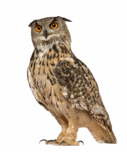Uhu - Vögel in Europa