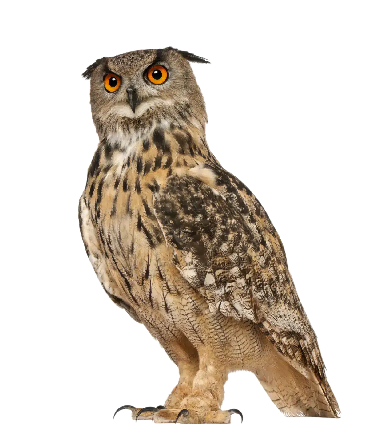 Uhu - Vögel in Europa