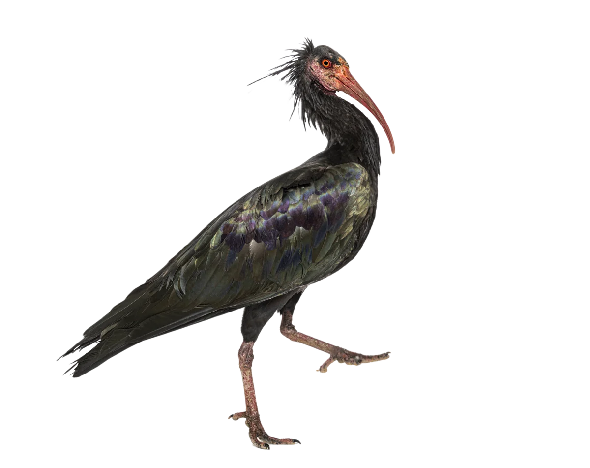Waldrapp - Vögel in Europa