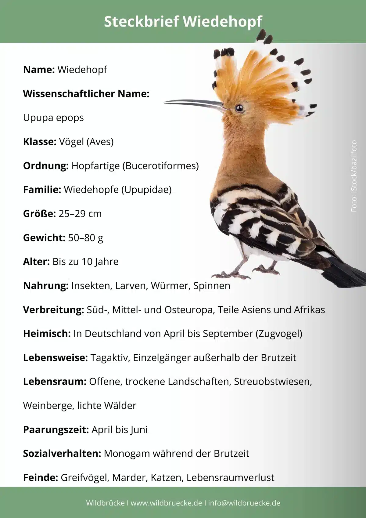 Mauersegler Steckbrief - Vögel in Europa