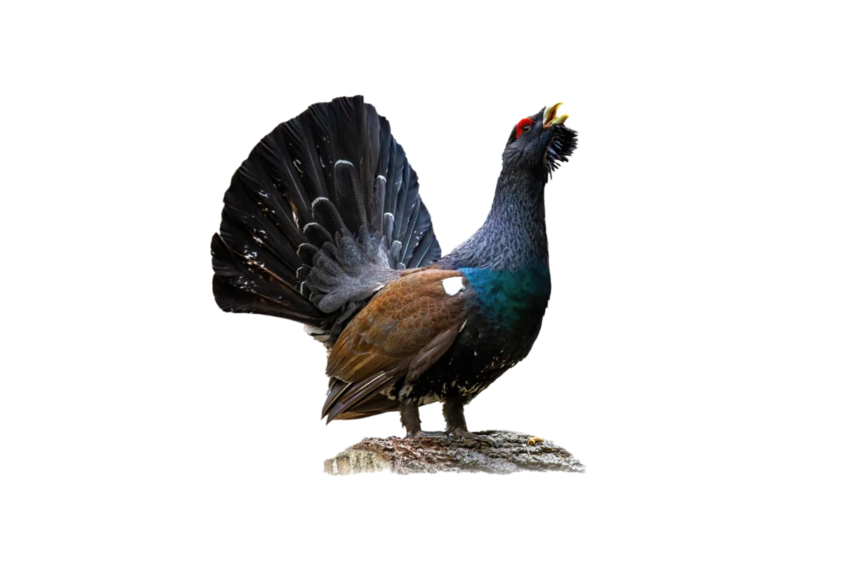 Auerhahn - Vögel in Europa