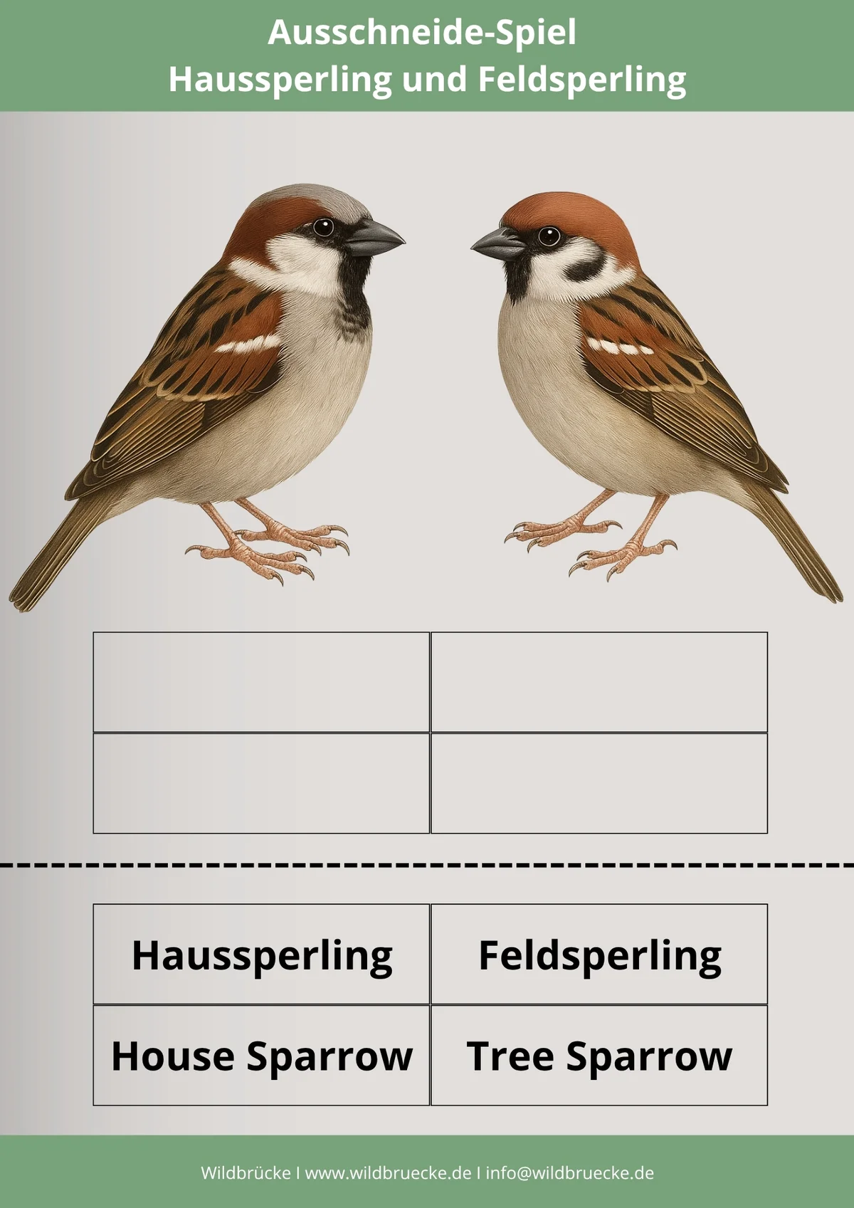 Ausschneide-Spiel Haussperling und Feldsperling - Vögel in Europa