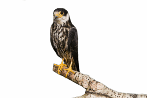 Baumfalke