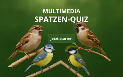 Zwitschern mit System: So unterscheiden sich die Rufe von Haus- und Feldsperlingen