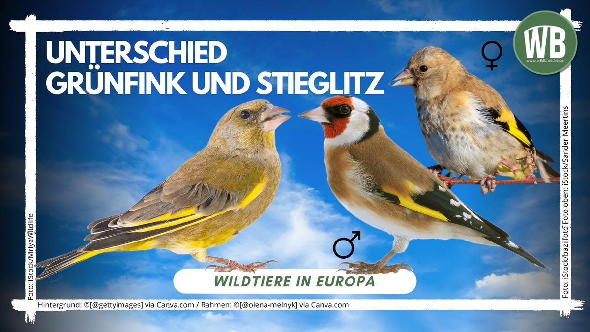 Beitragsbild Unterschied Grünfink und Stieglitz - Vögel in Europa
