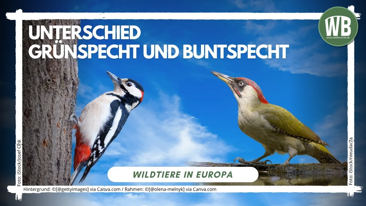 Beitragsbild Unterschied Grünspecht und Buntspecht - Vögel in Europa