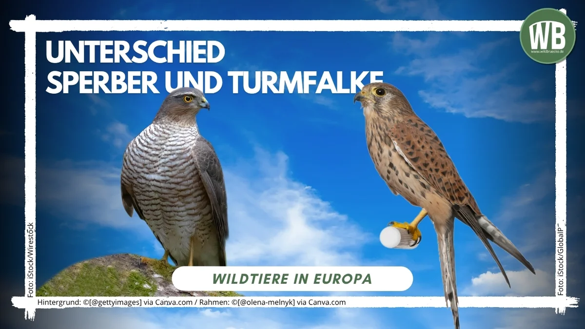 Beitragsbild Unterschied Sperber und Turmfalke - Vögel in Europa