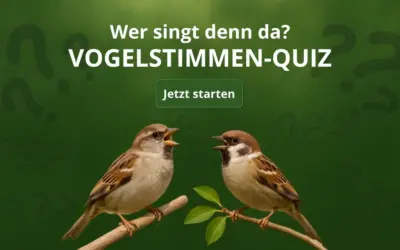 Vogelstimmen Quiz