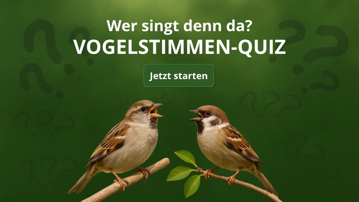 Әйелдер киска жалағанды ұната ма? Анасы қызының жігітін жыныстық қатынасқа азғырған. Онлайн көру.