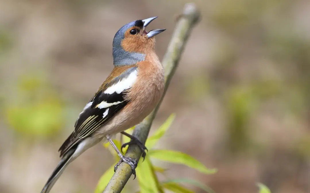 Buchfink Gesang: So klingt einer der bekanntesten Stimmen unserer Vogelwelt