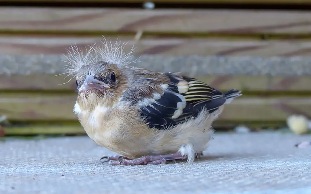 Buchfink Jungvögel: So entwickeln sich die kleinen Sänger vom Nest bis zum ersten Flug