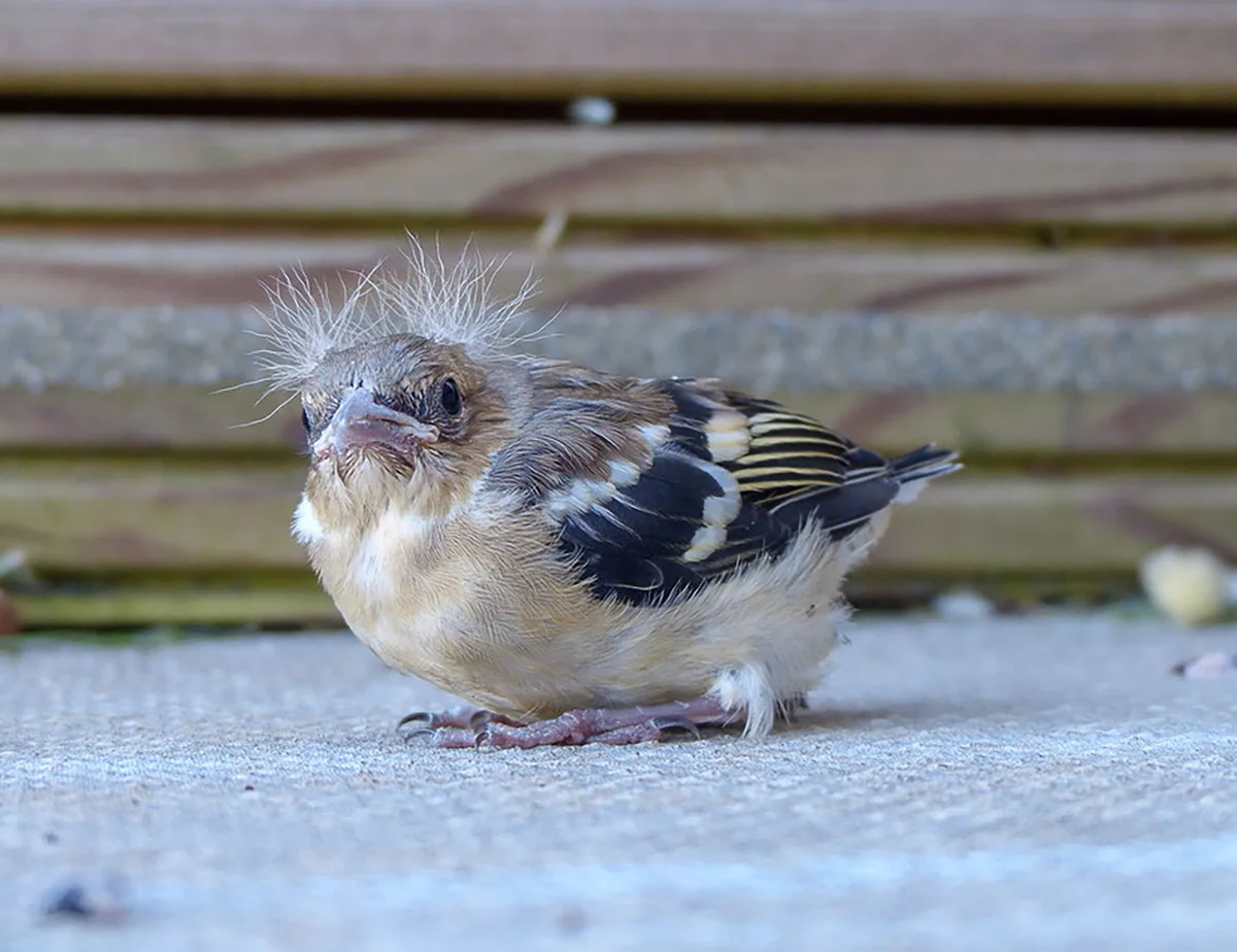 Buchfink Jungvogel - Vögel in Europa