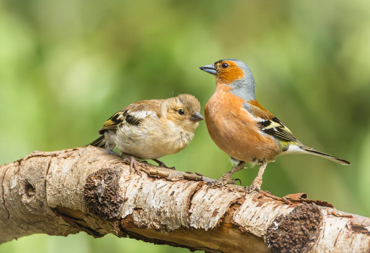 Buchfink Jungvogel mit Männchen - Vögel in Europa