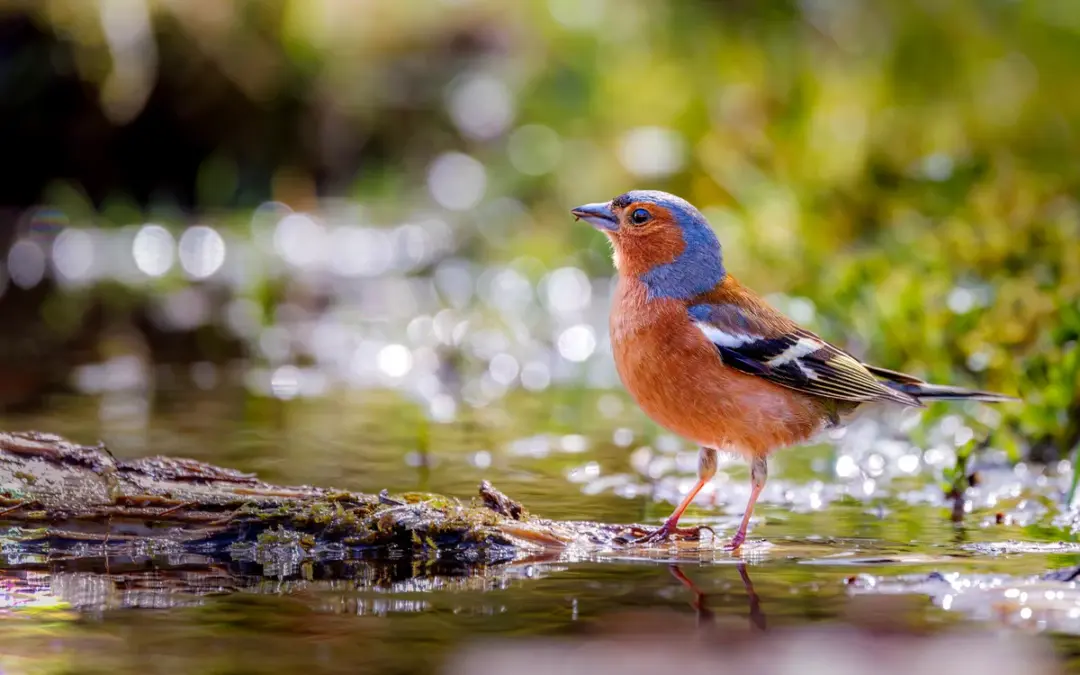 Buchfink Männchen: Der farbenfrohe Sänger im heimischen Garten