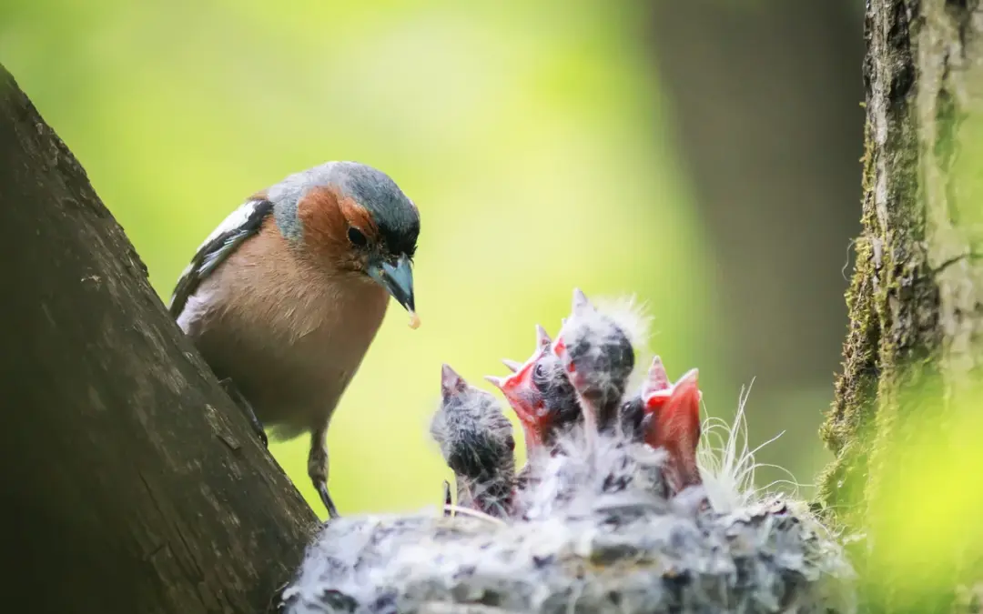 Buchfink Nest: So kunstvoll bauen die kleinen Vögel ihre Kinderstube