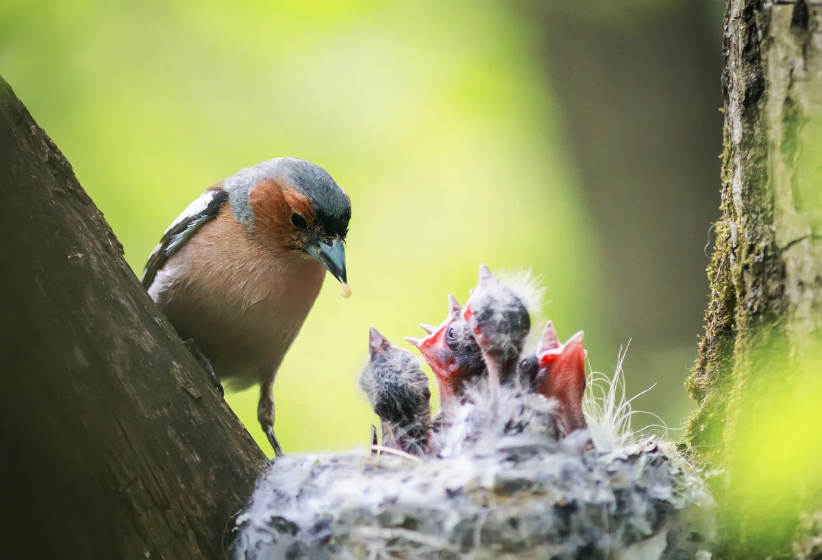 Buchfink Nest - Vögel in Europa