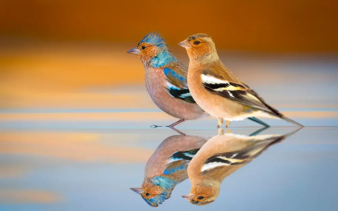 Buchfink Weibchen: Unauffällig aber unverzichtbar im Leben der Singvögel