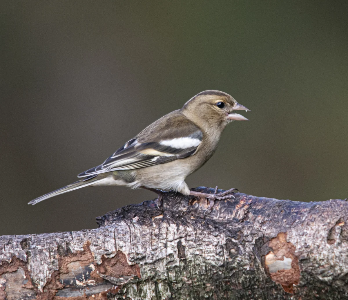 Das Buchfink Weibchen - Vögel in Europa