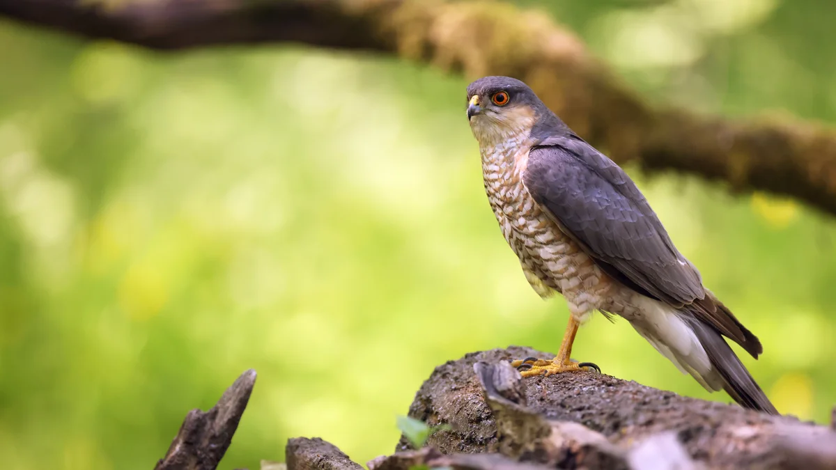 Das Sperber Männchen - Vögel in Europa