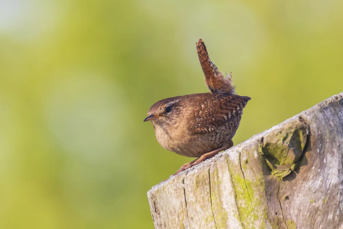 Das Zaunkönig Weibchen - Vögel in Europa